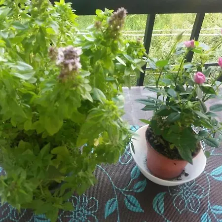 Apartment Sakis Nea Kallikrateia